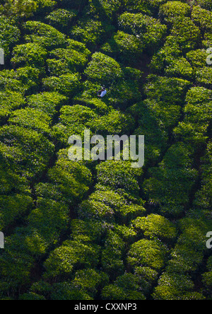 Uomo di lavoro perso in verde la Piantagione di Tè, del Periyar, Kerala, India Foto Stock