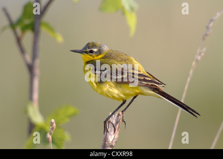 Wagtail giallo (Motacilla flava), maschio a cantare, appollaiato sulla sua canzone post, il lago di Neusiedl, Burgenland, Austria, Europa Foto Stock