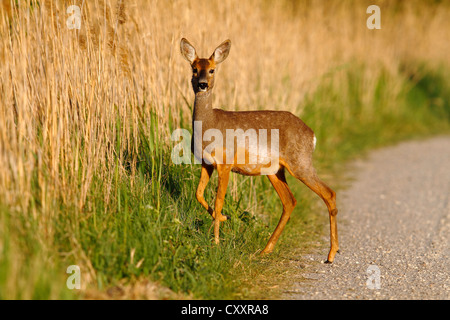 Il capriolo (Capreolus capreolus) in piedi su una strada sterrata sul bordo di canne, lago di Neusiedl, Burgenland, Austria, Europa Foto Stock