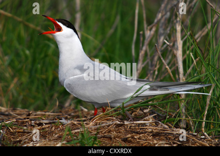 Tern comune (Sterna hirundo), chiamando, appollaiato su un pagliaio, Isola di Neuwerk vicino a Cuxhaven, Amburgo il Wadden Sea Foto Stock