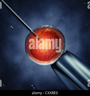 Iniezione di sperma intracitoplasmica , lo sperma iniettato in un oocita , illustrazione dettagliata Foto Stock