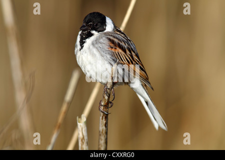 Reed Bunting (Emberiza schoeniclus), maschio su una canna Lauwersmeer National Park, Lauwers Mare, Holland, Paesi Bassi, Europa Foto Stock