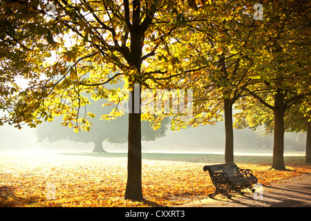 I colori autunnali, il parco di Greenwich, il sud-est di Londra, Inghilterra, Regno Unito. 14 ottobre, 2012. Foto Stock