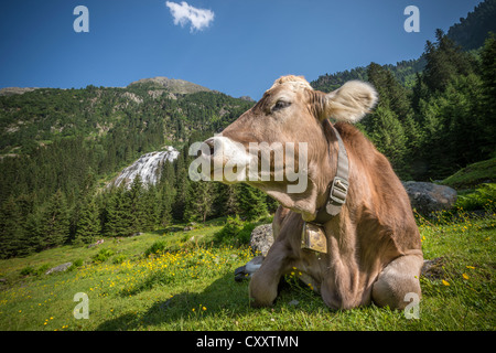 Tirolese bovini marrone, la mucca senza corna ruminating, Grawa Alm, pascoli di montagna, la Valle dello Stubai in Tirolo, Austria, Europa Foto Stock