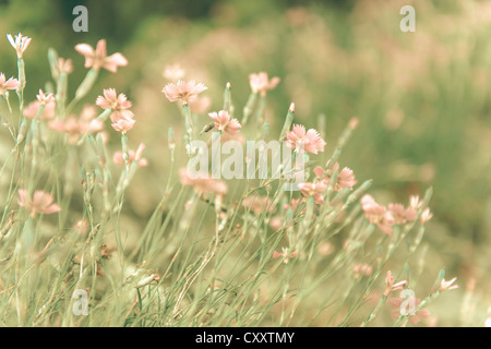 Rosa alpina " Rubin' (Dianthus Alpinus), Flower meadow, distorto, lan, Tirolo, Austria, Europa Foto Stock