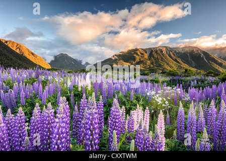 I lupini (Lupinus), Gamma Craigieburn, Canterbury, Isola del Sud, Nuova Zelanda, Oceania Foto Stock