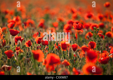 Fioritura campo di papavero (Papaver sp.), Palatinato, Renania-Palatinato Foto Stock