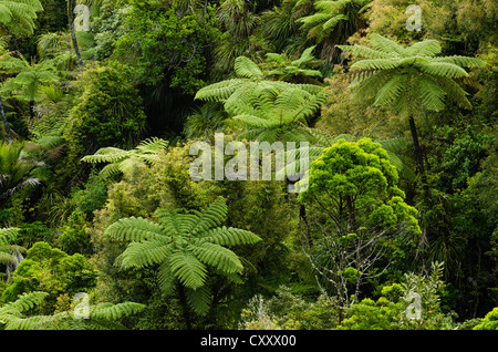 La vegetazione della foresta pluviale, felci arboree, Nuova Zelanda Foto Stock