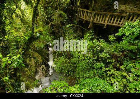 Ponte di legno sul sentiero a ponte naturale, Te Anga regione, Isola del nord, Nuova Zelanda Foto Stock