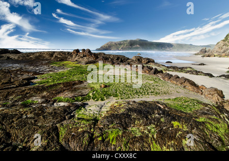 Spiaggia con alghe verdi sulle rocce al ingresso Hoopers, Penisola di Otago, Isola del Sud, Nuova Zelanda Foto Stock