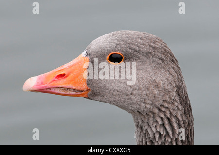 Graylag o Graylag Goose (Anser anser), uccello adulto, ritratto, London, England, Regno Unito, Europa Foto Stock