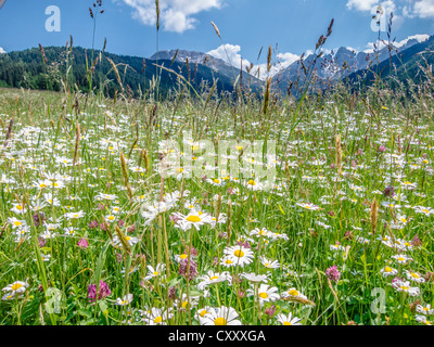 Prato con margherite (Leucanthemum vulgare) a Axamer Lizum, Mt Kalkkoegel sul retro, Tirolo, Austria, Europa Foto Stock