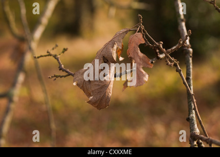Foglie di quercia in inverno boschiva, cerro (Quercus cerris) Foto Stock
