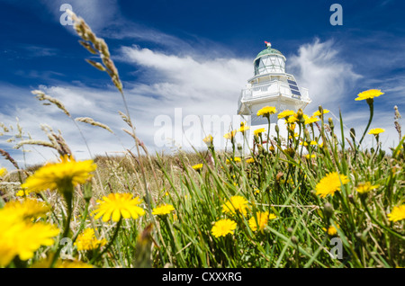 Faro di Waipapa punto con le nubi sul retro, (Hawkweed Hieracium) anteriore, Otara, Fortrose, Southland, Nuova Zelanda, Oceania Foto Stock