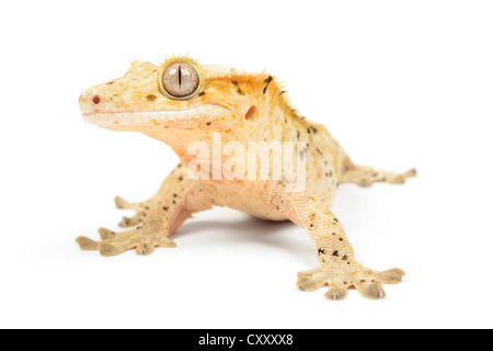 Crested gecko su sfondo bianco. Foto Stock