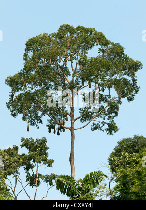 Treetop con lunghi cesto tessuto appesi i nidi di una colonia di Montezuma Oropendola (Psarocolius montezuma), Yasuni National Park Foto Stock