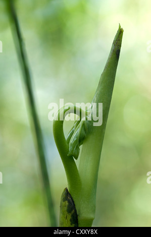 Nuove foglie dispiegarsi, Tandayapa regione andina, cloud forest, Ecuador, Sud America Foto Stock