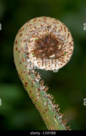 Frond dispiegarsi, Tandayapa regione andina, cloud forest, Ecuador, Sud America Foto Stock