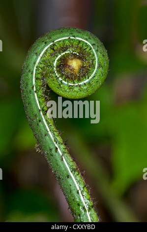 Frond dispiegarsi, Tandayapa regione andina, cloud forest, Ecuador, Sud America Foto Stock