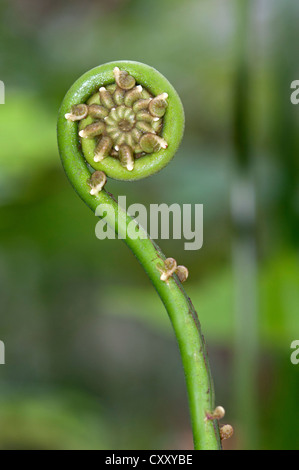 Frond dispiegarsi, Tandayapa regione andina, cloud forest, Ecuador, Sud America Foto Stock