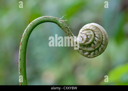 Frond dispiegarsi, Tandayapa regione andina, cloud forest, Ecuador, Sud America Foto Stock