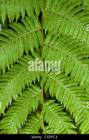 Simmetria di un frond, Tandayapa regione andina, cloud forest, Ecuador, Sud America Foto Stock