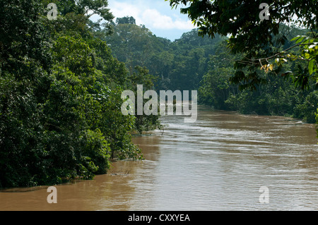 Lussureggiante foresta pluviale vegetazione sulle rive dell'allagato Tiputini fiume al confine con Yasuni National Park, bacino amazzonico Foto Stock