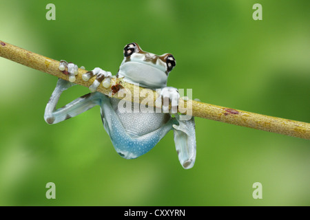 Amazon Latte (Rana Phrynohyas resinifictrix) salendo un ramo Foto Stock