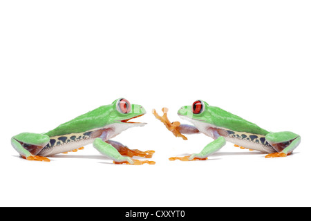 Due red-eyed Tree rane (Agalychnis callidryas) seduto di fronte a un altro Foto Stock