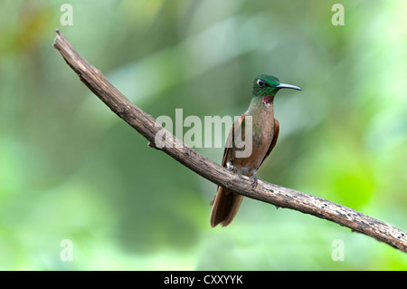 Fawn-breasted, brillante (Heliodoxa rubinoides), Hummingbird, nel suo habitat naturale, Tandayapa regione andina, cloud forest Foto Stock