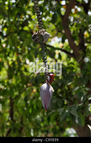 Infiorescenza di una banana tree (Musa) Foto Stock