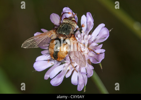 Tachina fly (Tachina fera), la ricerca di nettare, Lago regione Kerini, Grecia, Europa Foto Stock