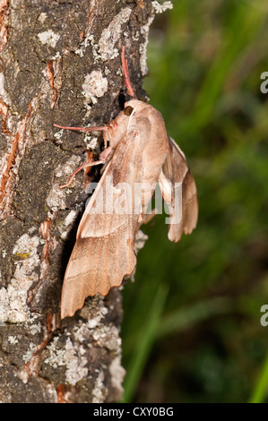 Oak Hawk-moth (Marumba quercus), femmina su un tronco di albero, il lago di Kerkini regione, Grecia, Europa Foto Stock