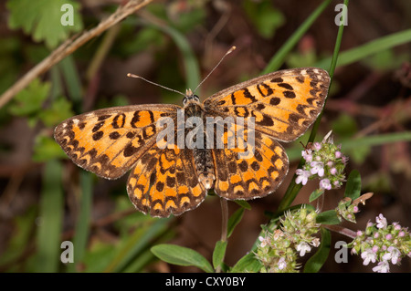 Lesser Spotted Fritillary (Melitaea trivia), crogiolarsi in Sun, il lago di Kerkini regione, Grecia, Europa Foto Stock