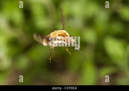 Grandi bee fly (Bombylius major), Untergroeningen, Baden-Wuerttemberg Foto Stock