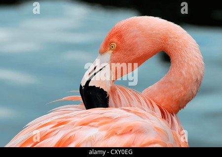 Cuba Flamingo (Phoenicopterus ruber), preening, città anseatica di Amburgo Foto Stock
