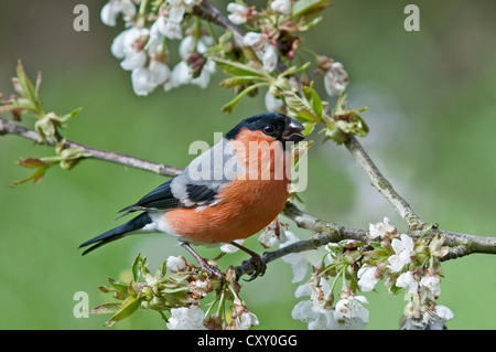 Bullfinch (Pyrrhula pyrrhula), maschio su una fioritura di ciliegio, Untergroeningen, Baden-Wuerttemberg Foto Stock