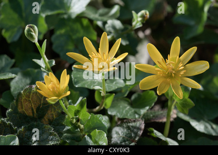 Lesser celandine (Ficaria verna), Untergroeningen, Baden-Wuerttemberg Foto Stock