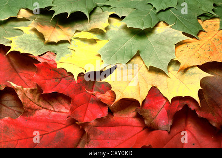 Foglie di autunno, foglie di acero (Acer), giallo, rosso, verde Foto Stock