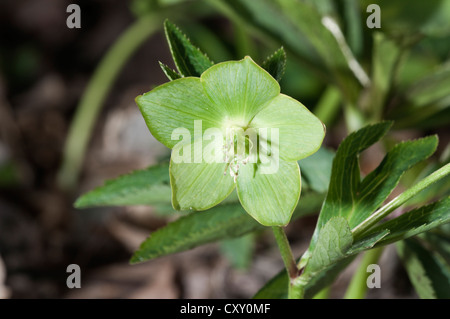 Veratro verde (Helleborus viridis), raro, unico fiore, Niederalfingen, Baden-Wuerttemberg Foto Stock