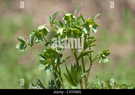 Veratro verde (Helleborus viridis), rare, Niederalfingen, Baden-Wuerttemberg Foto Stock