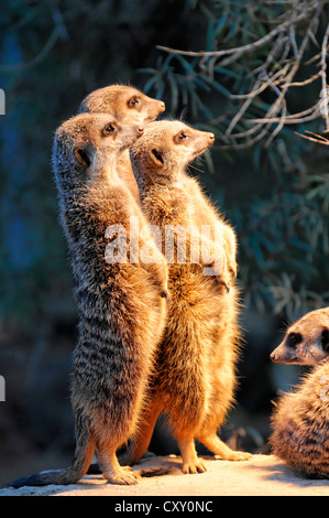 Gruppo di giovani Meerkats o Suricates (Suricata suricatta), Stoccarda, Baden-Wuerttemberg Foto Stock