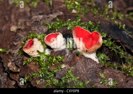 Scarlet tazza o Scarlet Elf Cup (Sarcoscypha coccinea), fungo, Wolfstal, Lauterach, Baden-Wuerttemberg Foto Stock