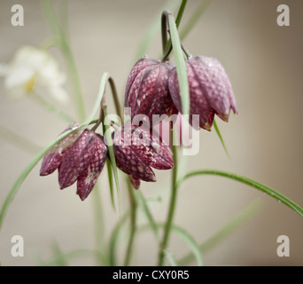 Fritillaria meleagris, AGM, (serpente testa Fritillary) con gocce di pioggia. Marzo. South Devon, Regno Unito Foto Stock