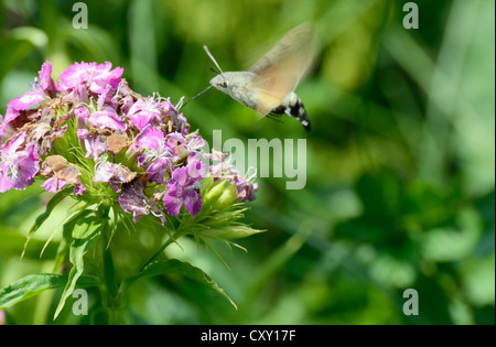Hummingbird Hawk-moth o Hummingmoth (Macroglossum stellatarum), raccogliendo il nettare del fiore di Dianthus, 'Sweet William' Foto Stock