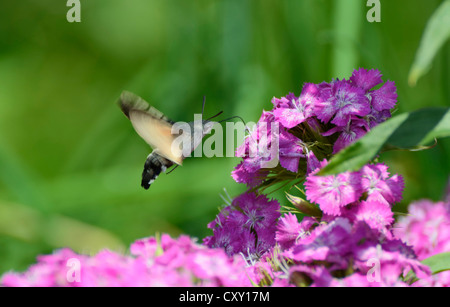 Hummingbird Hawk-moth o Hummingmoth (Macroglossum stellatarum), raccogliendo il nettare del fiore di Dianthus, 'Sweet William' Foto Stock