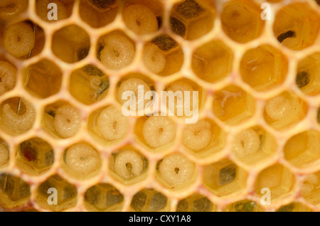 Il miele api (Apis mellifera), larve, api di lavoratore, circa 5-8 giorni in celle a nido d'ape Foto Stock