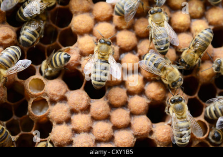 Il miele api (Apis mellifera), api di lavoratore sul drone tappato le celle di covata Foto Stock