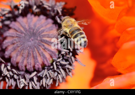 Il miele delle api (Apis mellifera Carnica var), in volo sopra il pistillo e polline e tubi di un Oriental Papavero (Papaver orientale) Foto Stock