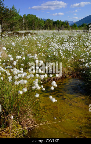 Interramento bog stagno con la fioritura della lepre-tail Cottongrass, Tussock Cottongrass o inguainati Cottonsedge (Eriophorum vaginatum) Foto Stock